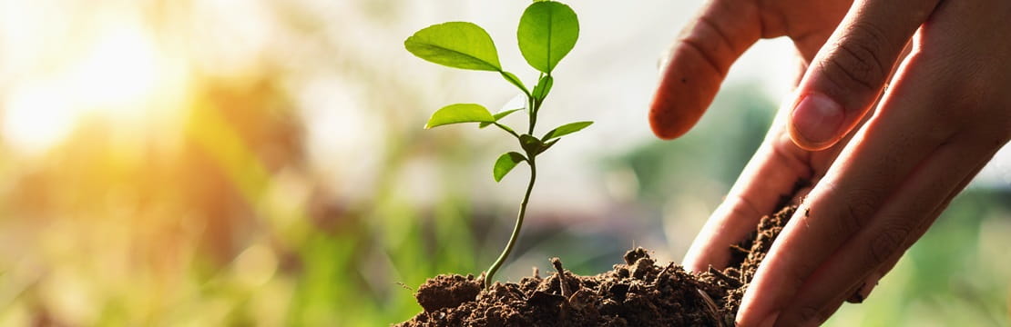 Small set of hands planting small tree in garden with sunset